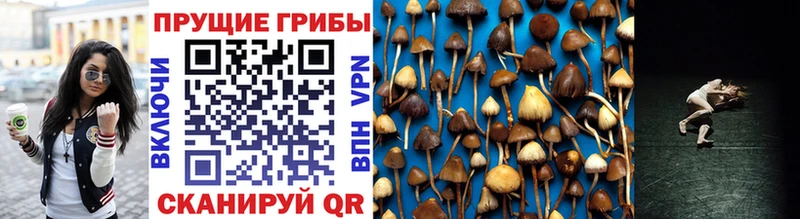 Галлюциногенные грибы Magic Shrooms  Кондопога 